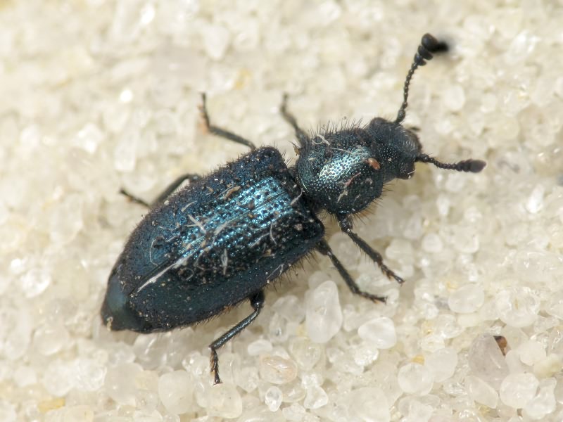 Necrobia violacea (Linnaeus, 1758)